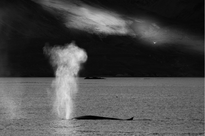 נשימת לויתן