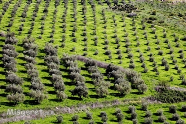 כרם זיתים