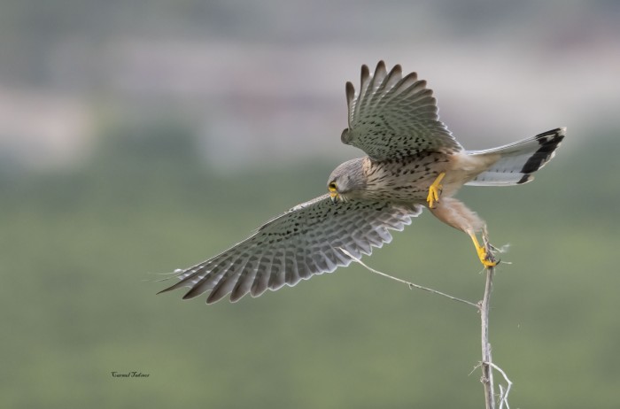 ריקוד מושחט