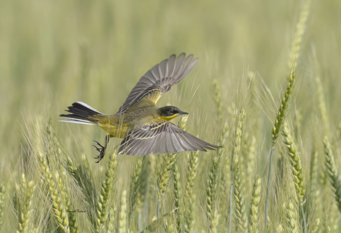 נחליאלי בשדה חיטה
