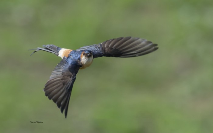 מעוף הסנונית
