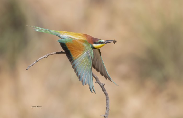 תפיסה באויר