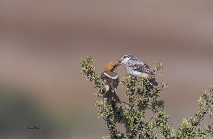 האכלת אם את פרחונה