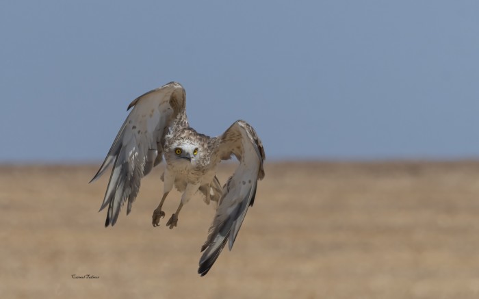 בין שמיים לארץ