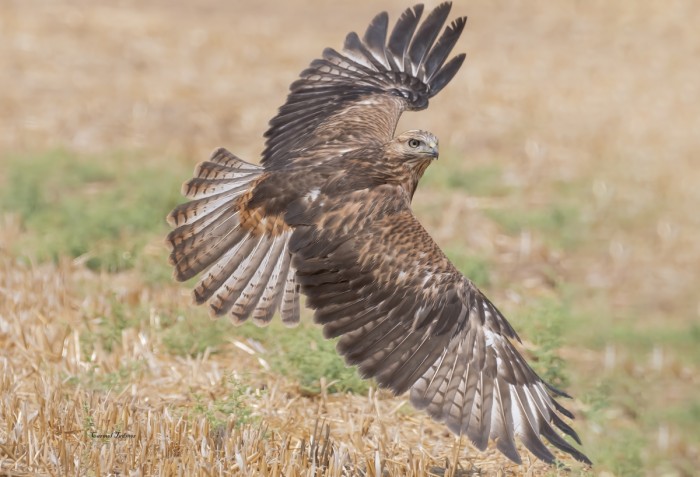 פריסה בהמראה