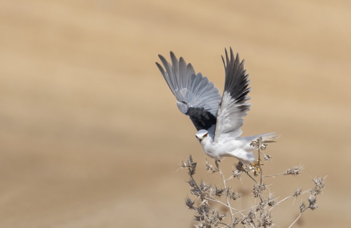 הדורסת ההורסת