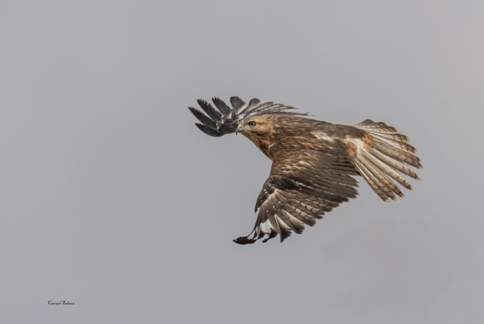 מעוף בפריסה מלאה