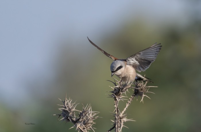 חנקן אדום גב