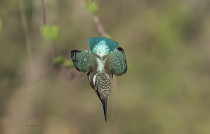 נפילה חופשית