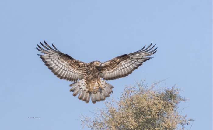 נחיתת האייה