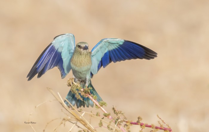 כחול טורקיז