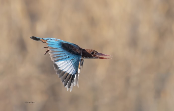 פריסה כחולה