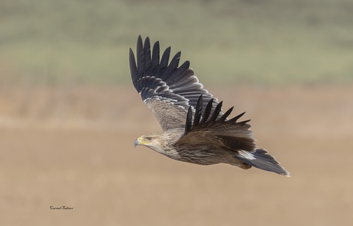 בגובה עיניים