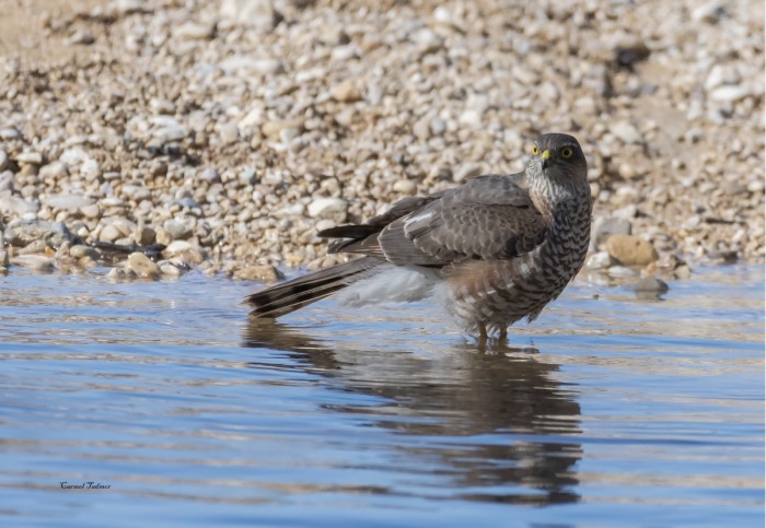 נץ בהתרעננות