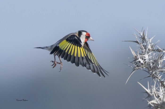 החוחית והחוח