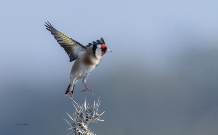 ריקוד החוחית
