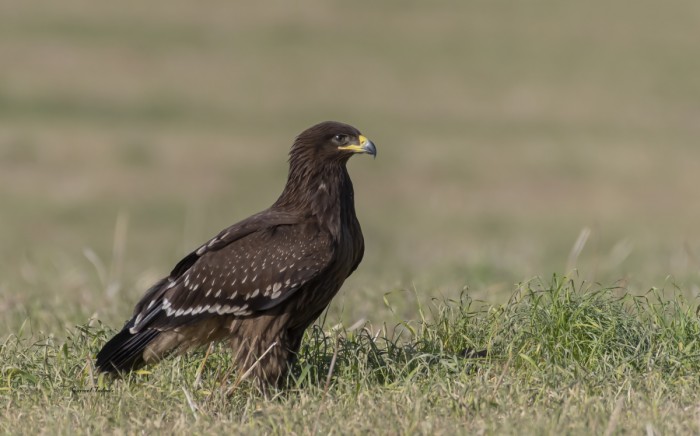 עיט צפרדעים