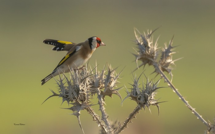 חוחית על החוחים