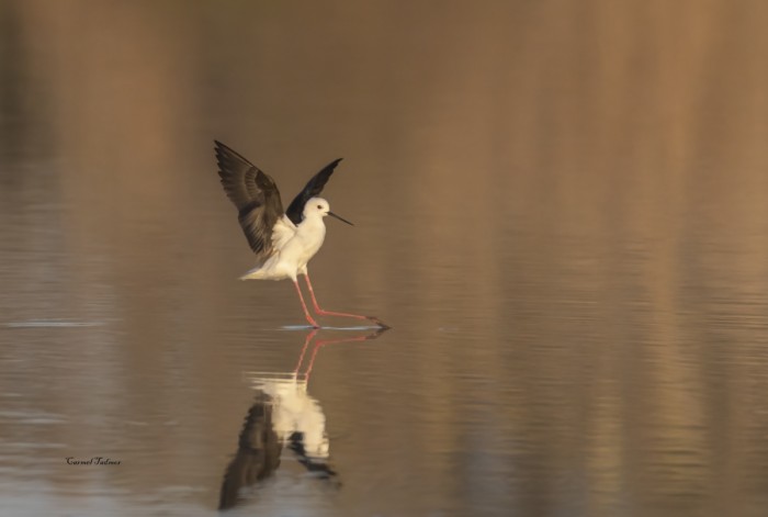 נחיתת התמירון