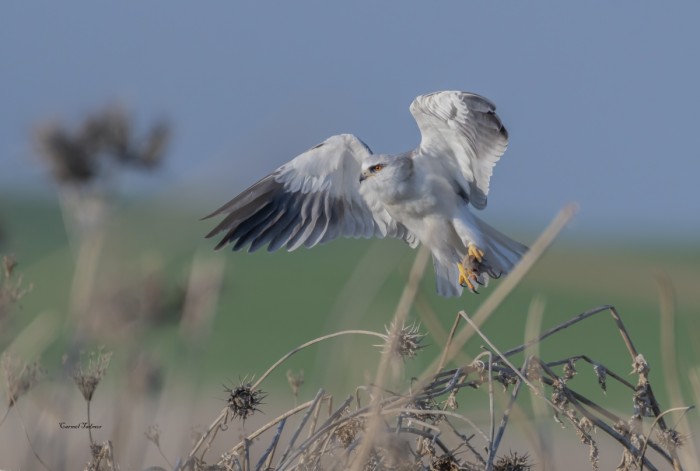 ארוחה במשלוח