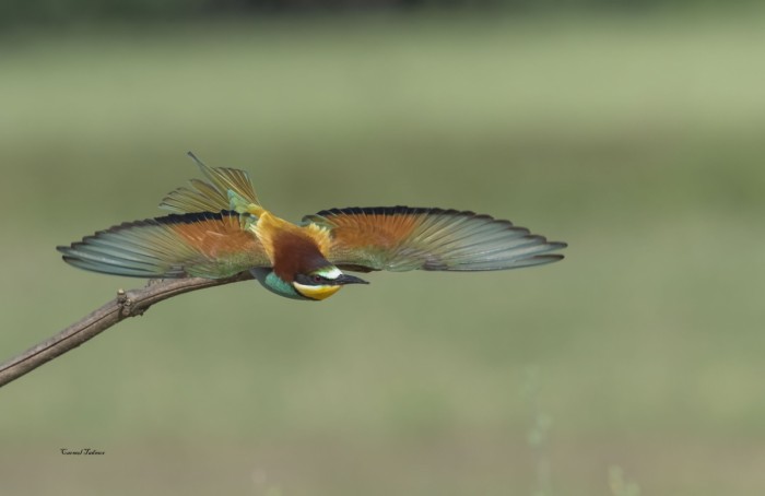 פריסה צבעונית