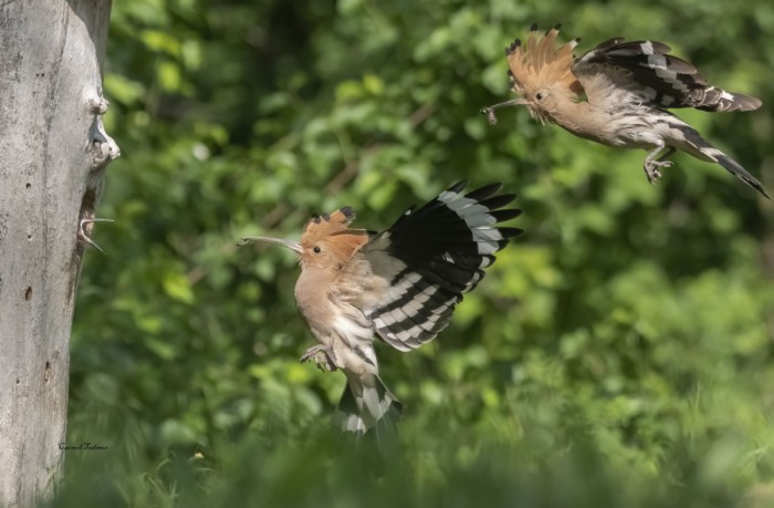 הורים מפנקים
