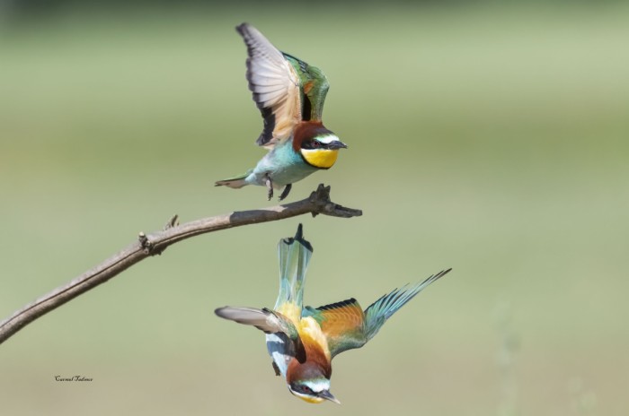 שרקרקים בתנועה