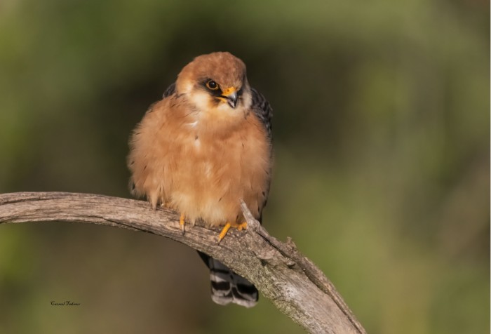 בז ערב נקבה