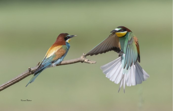 לרקוד בפניה