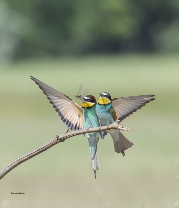 ארוחה משותפת