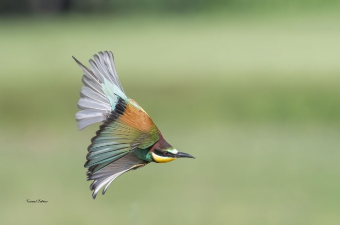 טיסה צבעונית