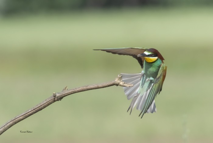 מעוף השרקרק