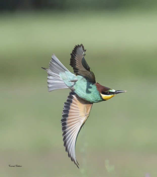 ריקוד השרקרק