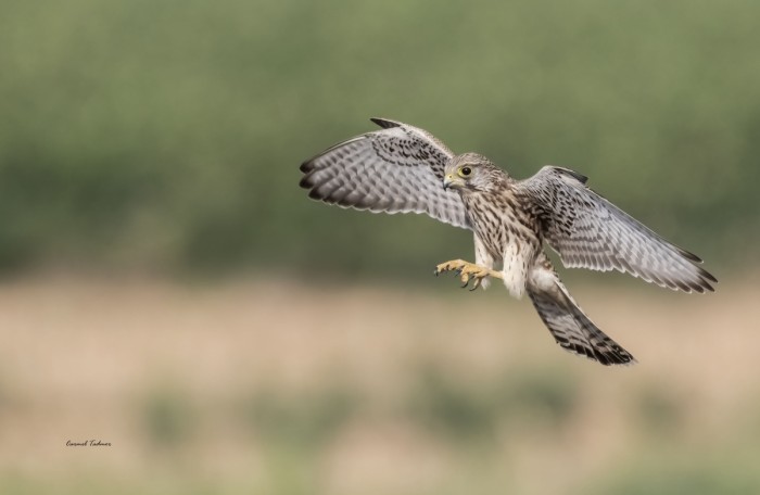 לקראת נחיתה