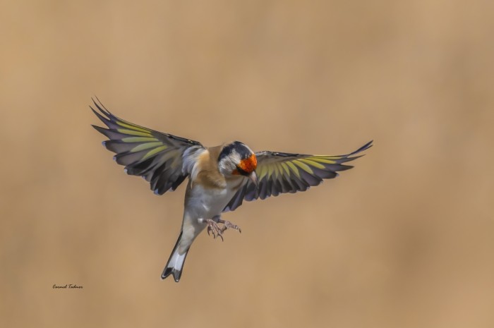 חוחית בהמראה