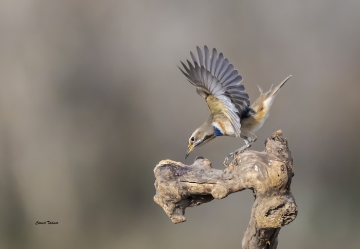 ריקוד על עמוד