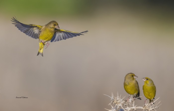 הכניסיני תחת כנפך