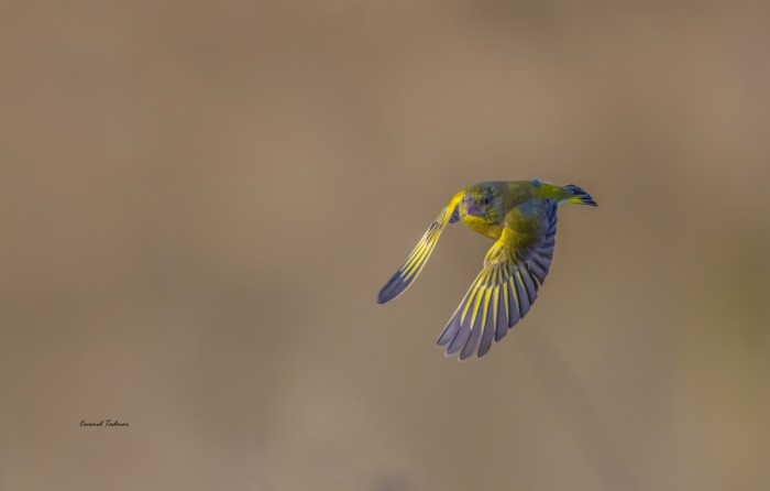 ירקון באויר