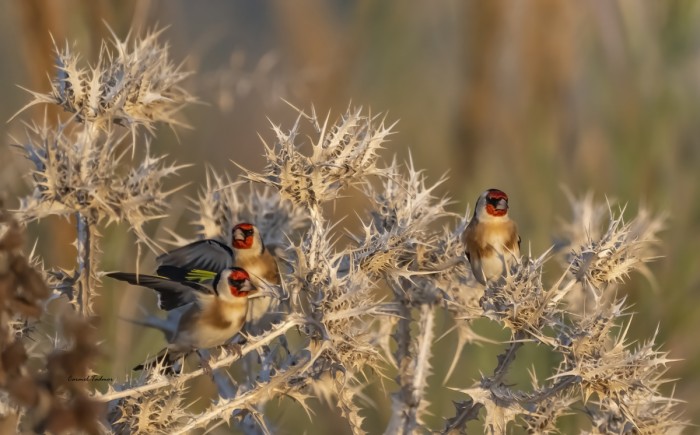 משפחת חוחיות