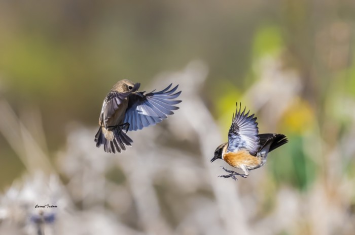 ריקוד זוגות