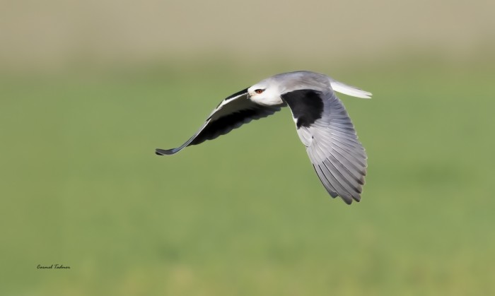 הדורסת ההורסת