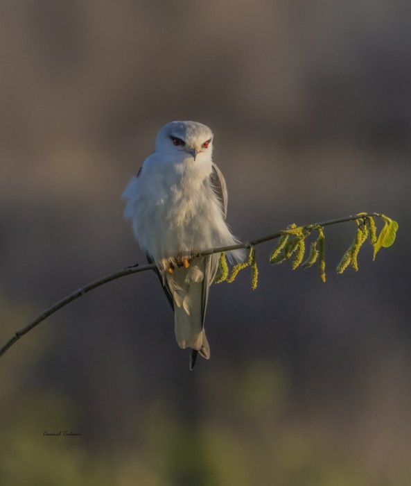 הדורסת ההורסת