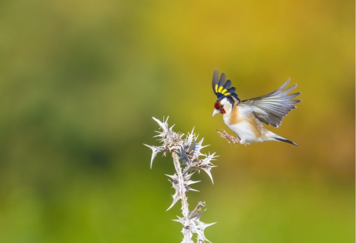 נחיתה צבעונית 