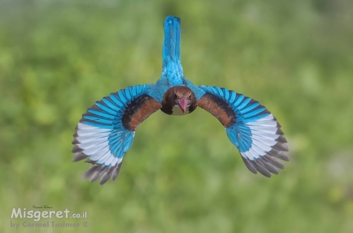 צלילת השלדג