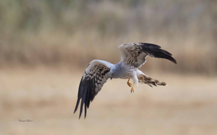 ריקוד הזרון