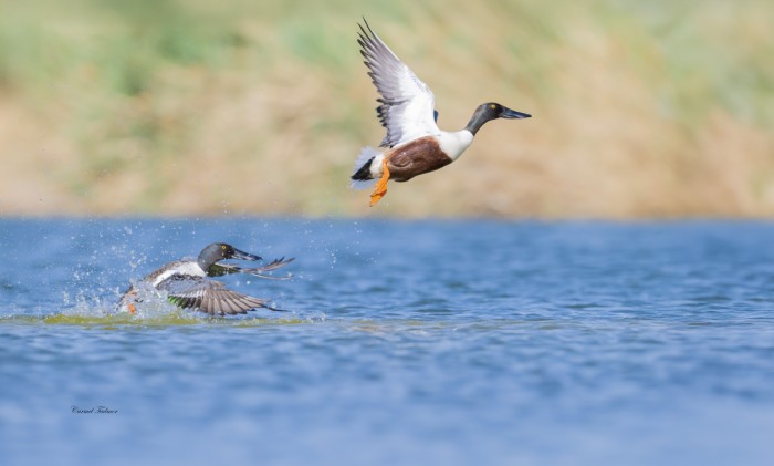 צמד של מרית צפונית