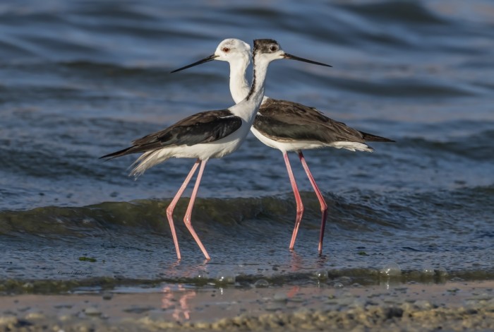 צמד תמירונים