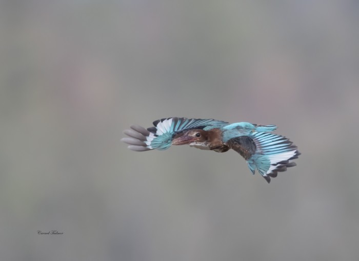 שלדג בפריסה מלאה