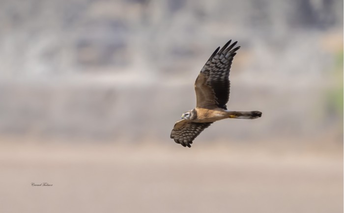 בין שמיים לארץ