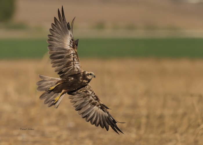 פריסת כנפיים